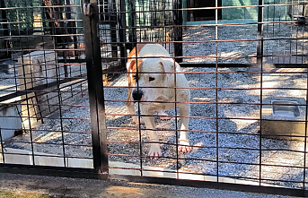 Ata saldırarak  kaçan Pitbull köpeği yakalandı