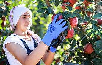 Elma ve elma suyu ihracatı 321 milyon dolara ulaştı