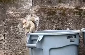 Kedi köpek yok ama... ABD'de sokakta dahi yürürken karşılaşılan ilginç yabani hayvanlar
