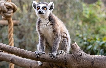 Lemur türlerinin korunmasına dikkat çekildi