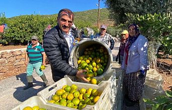 Satsuma mandalinanın ihracat yolculuğu başlıyor