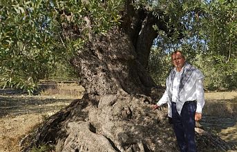 'Ayvalık Zeytinyağı' AB'den tescil bekliyor
