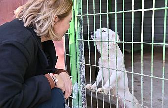 Manisa'da sokak hayvanları için iş birliği