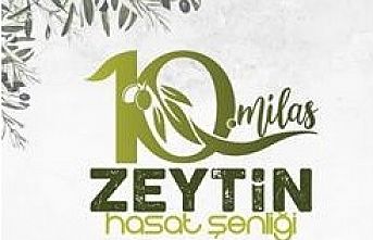 Milas'ta zeytin hasat şenliği için geri sayım başladı