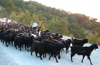 Yörüklerin yayladan dönüşü başladı