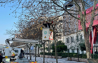 Manisa'da çınar ağaçlarına kış bakımı
