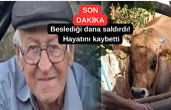 SON DAKİKA! Beslediği dana saldırdı! Hayatını kaybetti