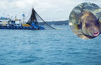 Balon balığıyla mücadele sürüyor