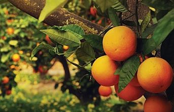 Turunçgiller tarım ürünlerinin gözdesi