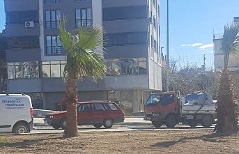 Palmiye Ağaçları ve türleri hakkında bilgi.. Demirci'de palmiye yetişir mi veya yaşar mı?