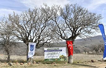 Yabani sakız ağaçları Ankara fıstığı olacak!