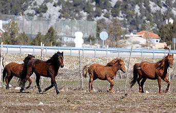 Yılkı atları için doğaya saman bırakıldı