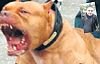 Aç kalan Pitbull sahibini parçaladı