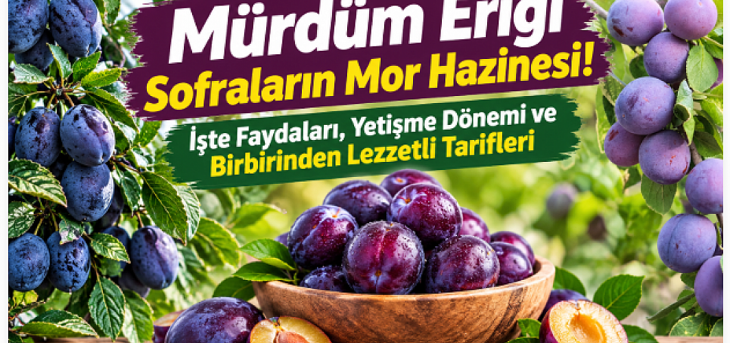 Mürdüm Eriği Sofraların Mor Hazinesi! İşte Faydaları, Yetişme Dönemi ve Birbirinden Lezzetli Tarifleri