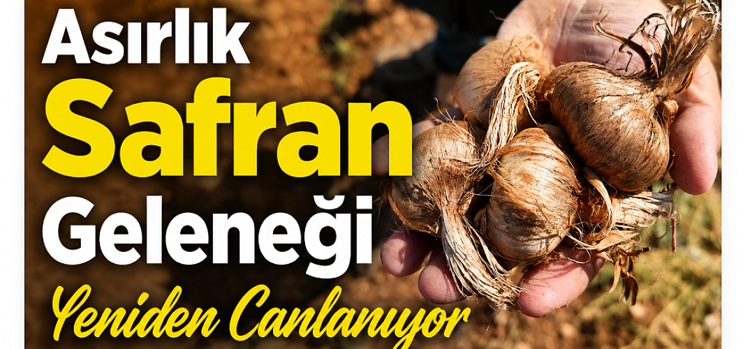 Asırlık Safran Geleneği Yeniden Canlanıyor