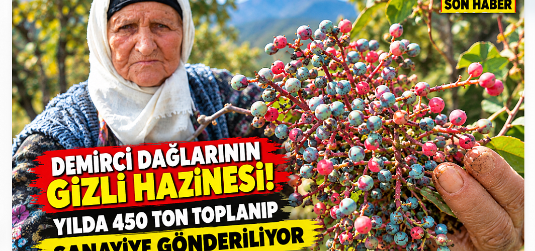 DEMİRCİ DAĞLARININ GİZLİ HAZİNESİ! YILDA 450 TON TOPLANIP SANAYİYE GÖNDERİLİYOR