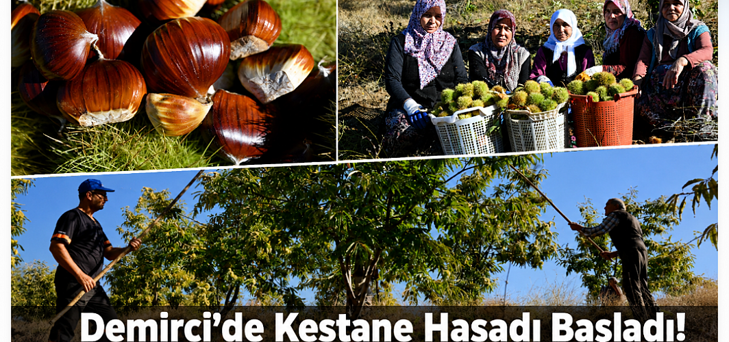 Demirci’de Kestane Hasadı Başladı! 1.100 Ton Rekolte Bekleniyor