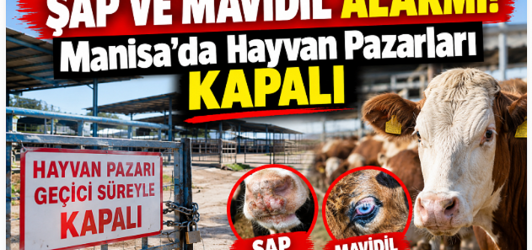 Şap ve Mavidil Alarmı! Manisa’da Hayvan Pazarları Kapalı