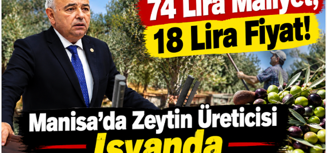 74 Lira Maliyet, 18 Lira Fiyat! Manisa’da Zeytin Üreticisi İsyanda