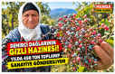 DEMİRCİ DAĞLARININ GİZLİ HAZİNESİ! YILDA 450...