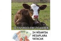 Yetiştiricilere İyi Haber! 24 Nisan'da Hesaplara Yatacak