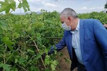 Çiftçi Milletvekili Dolu Vuran Bağları İnceledi