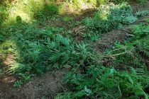 370 Kök Hint Keneviri Ele Geçirildi