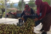 Hünnap Üreticilere Kazandırmaya Devam Ediyor