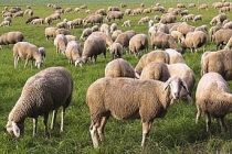Çiftçi yine hayal kırıklığına uğradı! 500 bin koyun dağıtacağız sözünü verdiler, 87 bin koyun dağıtabildiler