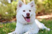 Bu da oldu! Doktora ‘Köpeğe İlaç Yazmadığı İçin’ Soruşturma Açıldı!
