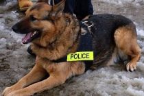 Polis köpeklerine ve atlarına ''emekli maaşı'' için yasa tasarısı