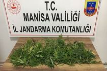 Yasadışı kenevir yetiştiren 3 kişi suçüstü yakalandı