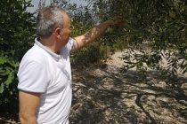 Zeytinlikler Talan Edilecek! Kanuna Aykırı Yönetmelik Olmaz!