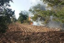 Ormanlık ve Zeytinlik Alandaki Yangına İtfaiye Müdahale Etti