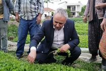 Tütün üreticisi dertli