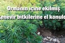 Orman içine ekilmiş kaçak kenevirler ele geçirildi