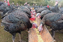 Çekirge istilasına karşı çözüm : Hindi