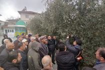 Demirci İlçe Tarım Müdürlüğünden “Zeytin Eğitim Programı”