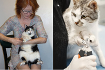 Kedi tırnağı nasıl kesilir? Nelere dikkat edilmelidir?