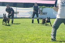 Hangi köpek ırklarından patlayıcı madde uzmanı çıkıyor?