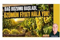 BAĞ BOZUMU BAŞLADI, ÜZÜMÜN FİYATI HÂLÂ YOK! / Ahmet Orhan Yazdı...