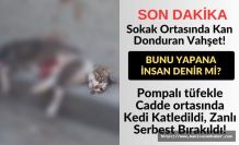 Sokak Ortasında Kan Donduran Vahşet! Pompalı tüfekle Cadde Ortasında Kedi Katledildi, Zanlı Serbest Bırakıldı!
