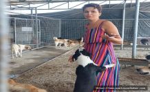 Turgutlu’da Kedi Katliamı! "Adalet Neredesin?"