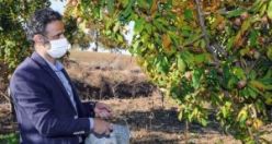 Demirci Kaymakamı Kaya, Muşmula Topladı