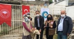 140 Damızlık Koç Üreticilere Teslim Edildi