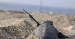 Mavi Gönüllüleri, Indigo Turtles projesi ile Caretta Caretta’ları     Akdeniz’le buluşturmaya devam ediyor