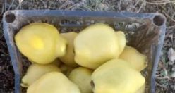Demirci İlçesinde yetişen  meşhur ayvanın hasadına başlandı