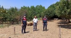 Jandarma devreye girdi çobanın kayıp  13 küçükbaş  hayvanı bulundu