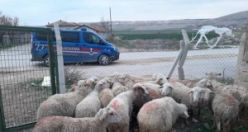 Hayvan hırsızlığından aranıyordu! jandarmaya yakalandı