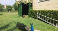 Parkın yeni sakinleri, tavus kuşları